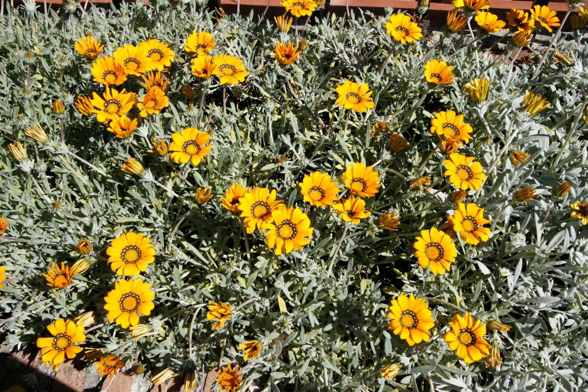 Finquilla Caromar Villa Alhaurín de la Torre Buitenkant foto
